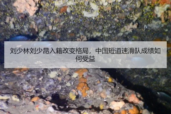 刘少林刘少昂入籍改变格局，中国短道速滑队成绩如何受益
